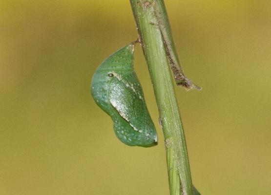 Bicyclus larseni pupa lateral view